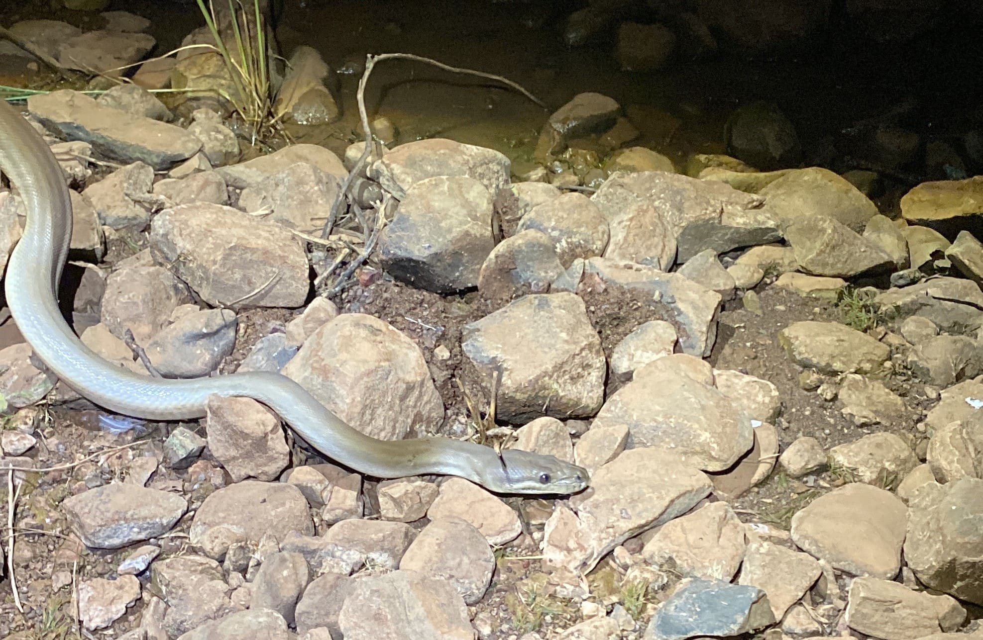 Searching for the elusive Pilbara Olive Python | Spectrum Ecology & Spatial