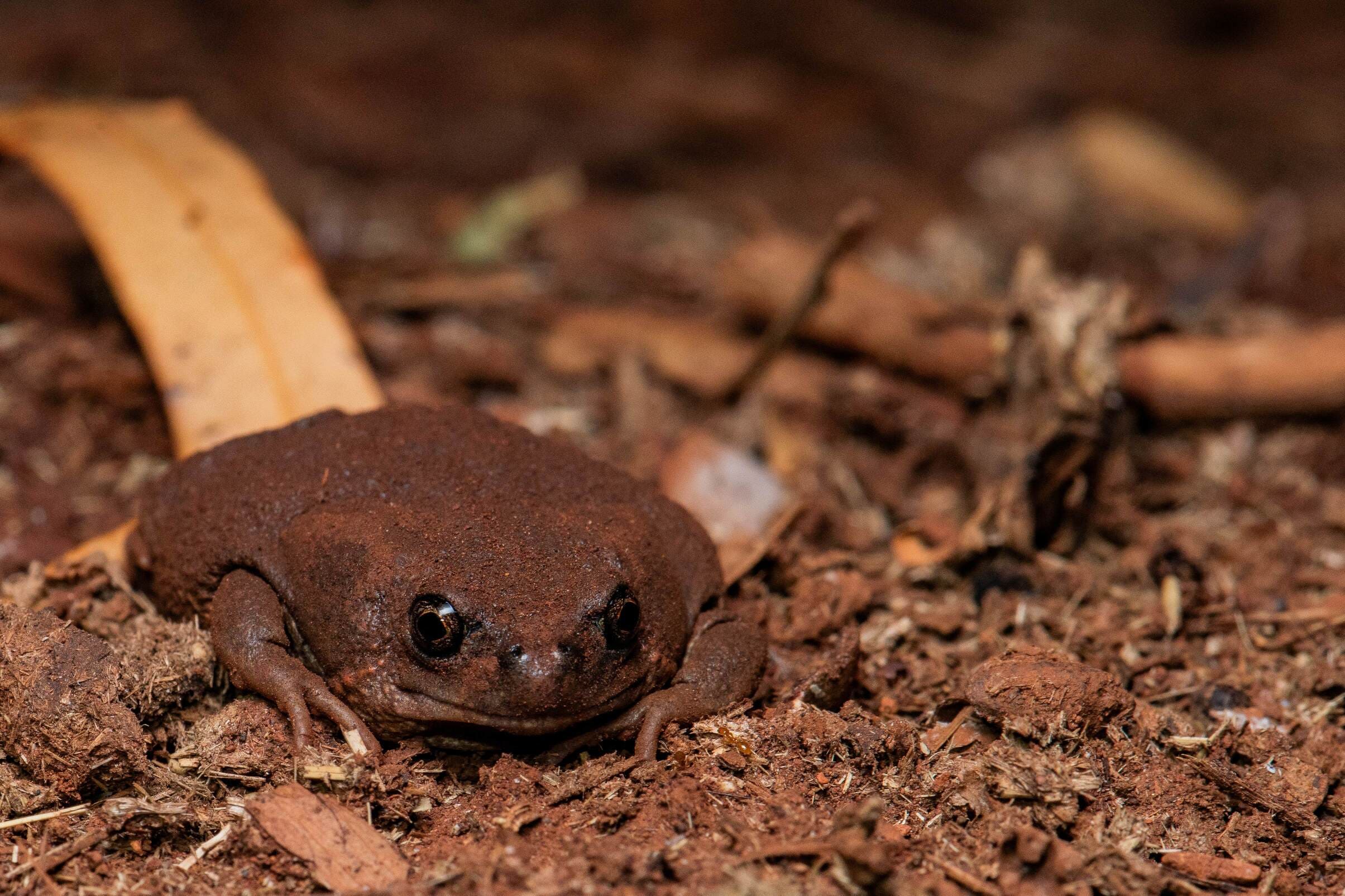 pilbara toadlet