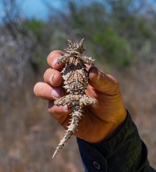 spectrum thorny devil ecology photo