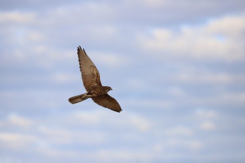 pilbara fauna zoology ecologist