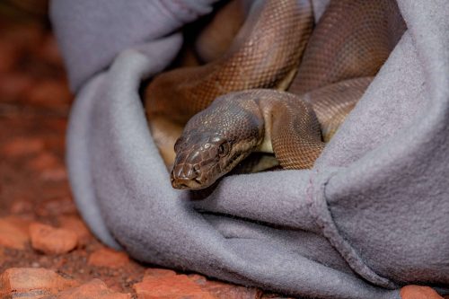pilbara olive python