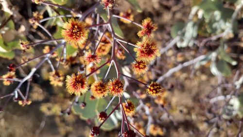 prospecting-priority-flora-for-assessment
